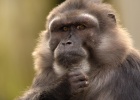 Os animais parecem cada vez mais com os seres humanos