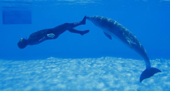 El italiano Simone Arrigoni intenta un récord en buceo libre mientras es empujado por un delfín en Torvaianica (Italia).