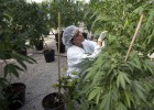 O que a maconha pode fazer pela sua saúde