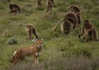 Los lobos que cazan con ayuda de monos para salvar la especie Los lobos que cazan con ayuda de monos para salvar la especie