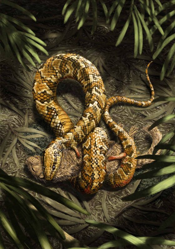 Recreación artística de la serpiente de cuatro patas 'Tetrapodophis amplectus' cazando un mamífero en los bosques tropicales de Gondwana, a principios del Cretácico.