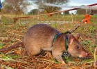 Ratas buscaminas y otras tres cosas que nunca habías visto Ratas buscaminas y otras tres cosas que nunca habías visto