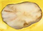¿Cómo describiría una patata?