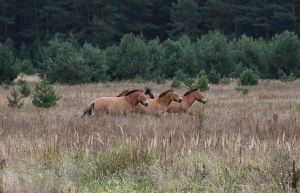 Caballos de Przewalski en la zona de exclusión de Chernóbil