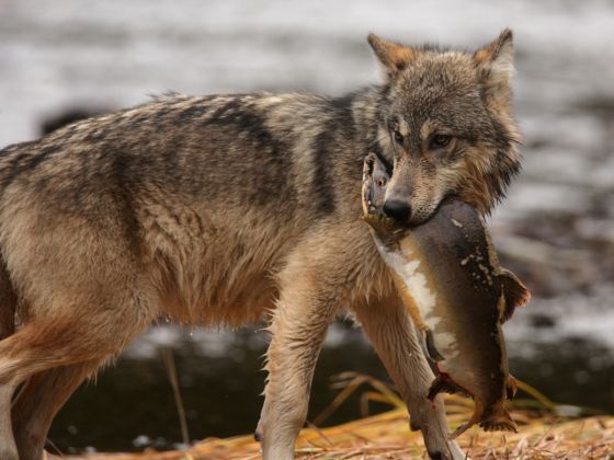 Los lobos, como este de la Columbia británica, son el depredador más cazado por los humanos.