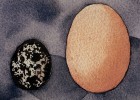 El nacionalismo y los huevos
