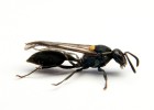 El veneno de una avispa brasileña mata las células cancerosas El veneno de una avispa brasileña mata las células cancerosas