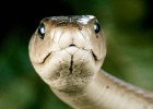 Las mordeduras de serpiente, la nueva epidemia de África Las mordeduras de serpiente, la nueva epidemia de África