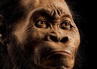 Trobat un gran avenc d’ossos amb una nova espècie humana Trobat un gran avenc d’ossos amb una nova espècie humana