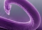 Científicos de EE UU controlan un animal con ondas sonoras Científicos de EE UU controlan un animal con ondas sonoras