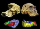 La capacidad auditiva de los homínidos africanos ayuda a entender el origen del habla