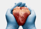 La científica que rejuvenece corazones