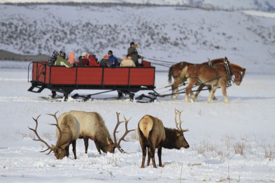 Los ciervos y antílopes del Parque Nacional Grand Teton (EEUU) reducen su estado de alerta en presencia de los turistas.