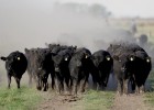 El mundo come carne por encima de sus posibilidades