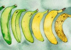 Salvar al plátano de Canarias