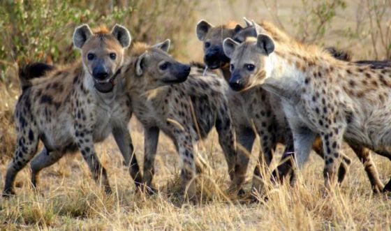 Las hienas son uno de los grupos de mamíferos estudiados en esta investigación