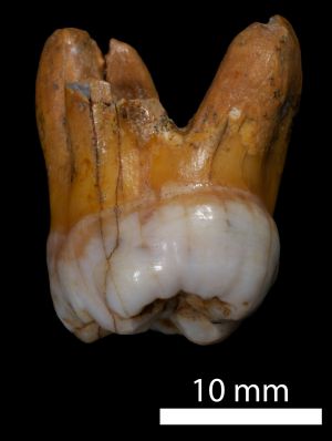 Un molar de Denisova encontrado en el yacimiento.