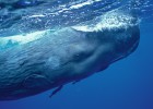 En el corazón de la ballena