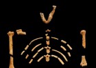¿Quién es Lucy, la australopiteco?