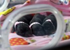 La mayor fábrica de clonación animal quiere salvar especies