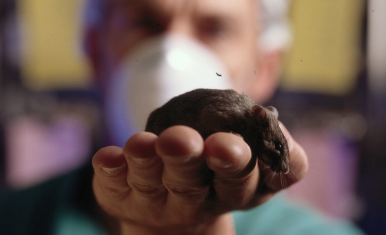 Un investigador sujeta un ratón de laboratorio