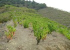 Conservar el campo para luchar contra el cambio climático Conservar el campo para luchar contra el cambio climático