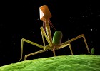 Este virus podría curarte Este virus podría curarte