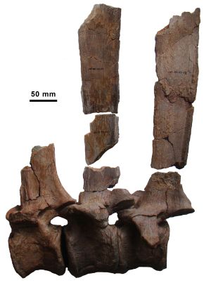 Vértebras dorsales fosilizadas del dinosaurio `Morelladon beltrani´ con fragmentos de las espinas que sustentarían la vela dorsal del animal.