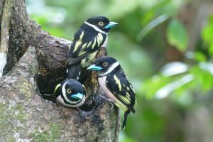 Eurilaimos blanquinegros en Borneo.