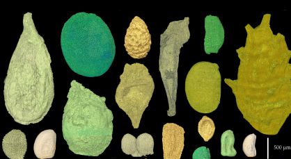 Fósiles de los ejemplares estudiados.