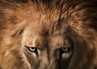 La mirada orgullosa del león