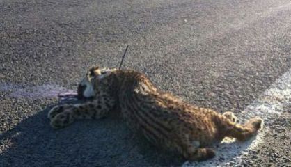 Fotografía facilitada por WWF de un lince atropellado en febrero.