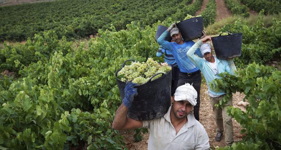 Vendimiadores en Aldeanueva de Ebro (La Rioja)