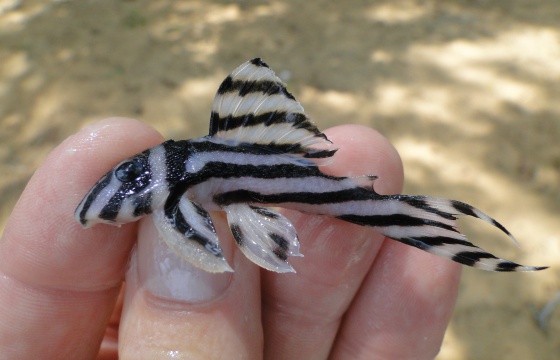 El pez 'Hypancistrus zebra', valorado como especie ornamental, solo vive en tramos amenazados del río Xingú, en Brasil.