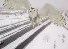 Una cámara capta a ‘Hedwig’ sobre las carreteras nevadas de Canadá