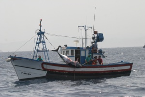 Un atún con un bocado en el cuerpo tras ser atacado por una orca mientras lo pescaban.