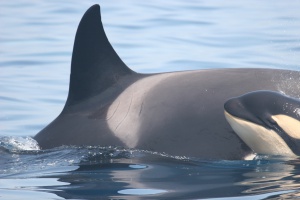 Una cría de orca en las aguas del Estrecho de Gibraltar.