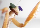 Los científicos colocaron las lentes a las mantis con cera de abeja y les mostraron simulaciones de insectos que se movían alrededor de una pantalla de ordenador.
