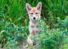 Vuelve el ‘mixtolobo’ Vuelve el ‘mixtolobo’