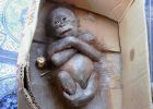 El orangután abandonado en una caja que equivó una muerte segura