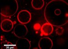 El virus de la hepatitis C, futuro fármaco contra otros virus El virus de la hepatitis C, futuro fármaco contra otros virus