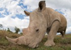 La caza furtiva de rinocerontes se frena por primera vez