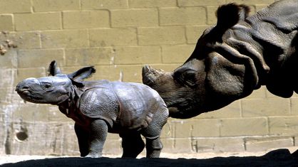 Nace un bebé rinoceronte en un zoo del Reino Unido