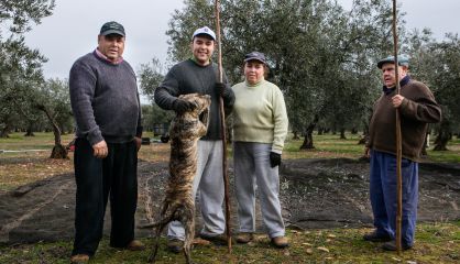 Un grupo de agricultores varean olivos en Badajoz.