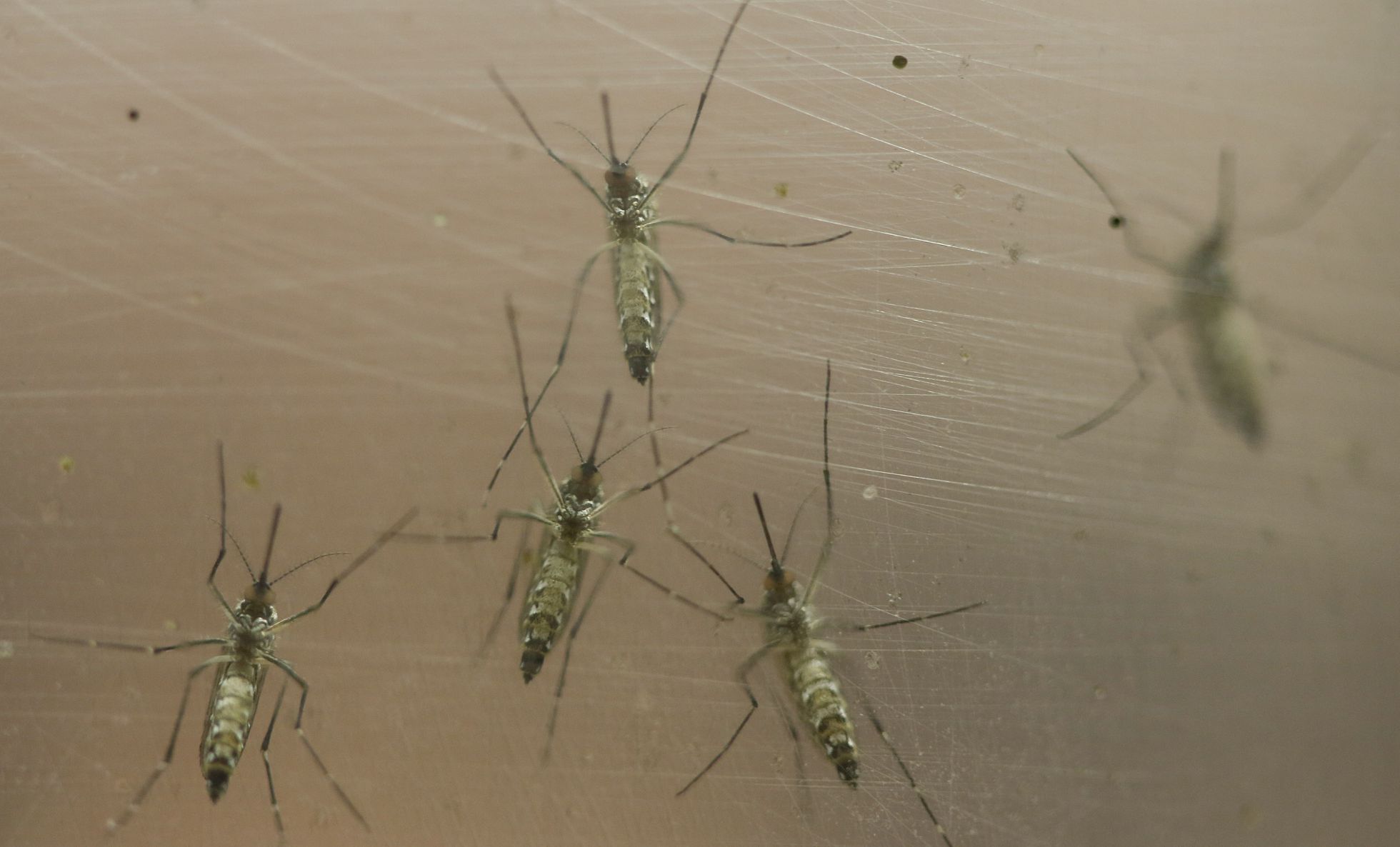 Mosquito Aedes, transmisor del virus zika. Mosquito Aedes, transmisor del virus zika.