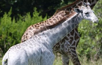Omo, la jirafa blanca encontrada en el parque Nacional de Tanrangire, en Tanzania.