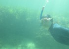 La tala de árboles reduce la captura de dióxido de carbono en el mar