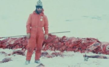 Un activista rodeado por crías de foca despellejadas. Un activista rodeado por crías de foca despellejadas.