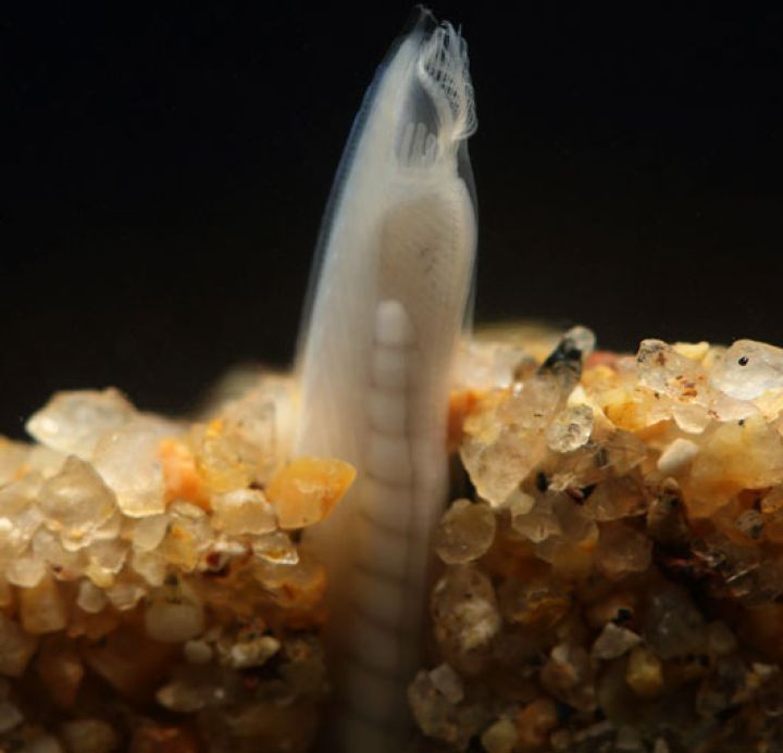 Un anfioxo en un laboratorio de la Universidad de Colorado (EE UU) Un anfioxo en un laboratorio de la Universidad de Colorado (EE UU)