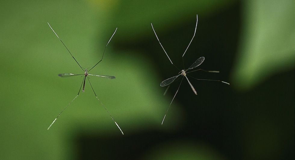 ¿Por qué no borramos a los mosquitos de la faz de la Tierra?